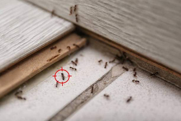 Best Rodent Control Near Me  in Mount Zion, GA