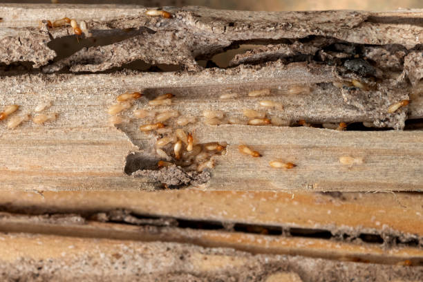 Best Pest Inspection Near Me  in Mount Zion, GA